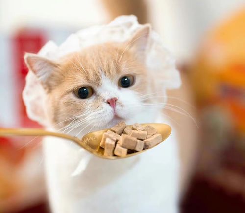 這屆年輕人為何熱衷養寵物？寵物食品市場迎來新機遇